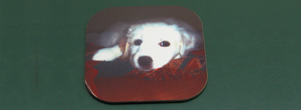 sub_puppyCoaster
